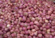 Lucknow Onion Price: ₹35 किलो मिलेगा प्याज, NCCF लगाएगा 20 स्टॉल Lucknow Onion Price: ₹35 किलो मिलेगा प्याज, NCCF लगाएगा 20 स्टॉल