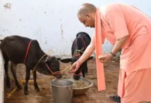 गोवंश से मजबूत होगी ग्रामीण अर्थव्यवस्था, पंचगव्य पर शोध गोवंश से मजबूत होगी ग्रामीण अर्थव्यवस्था, पंचगव्य पर शोध
