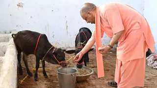 गोवंश से मजबूत होगी ग्रामीण अर्थव्यवस्था, पंचगव्य पर शोध